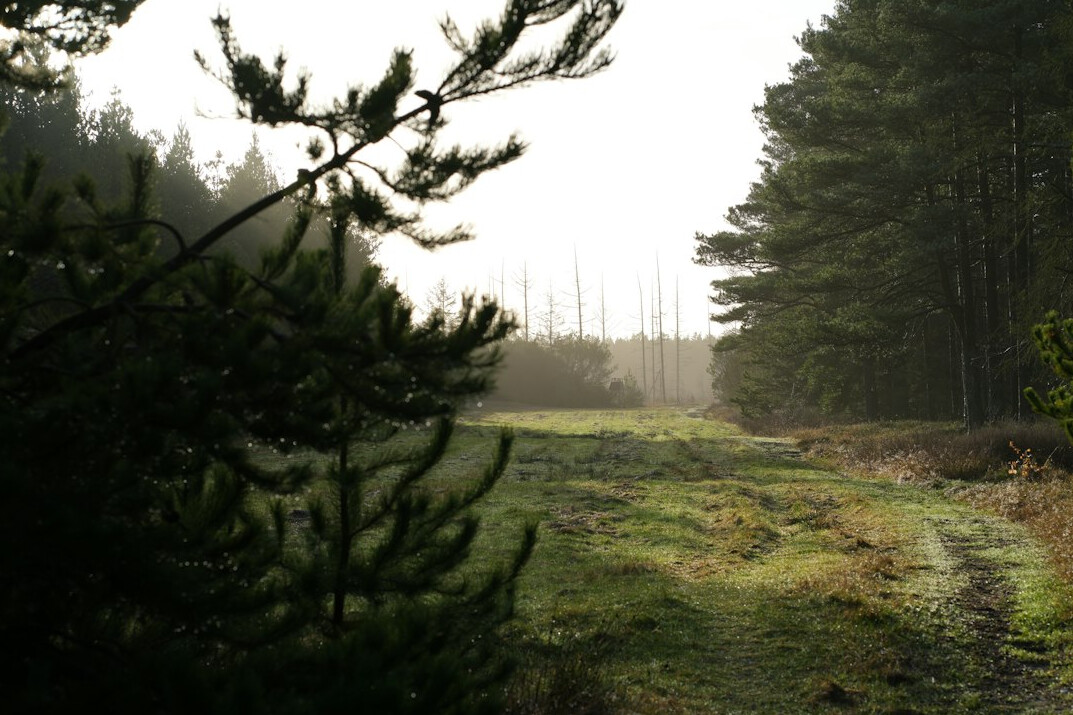 person hiking in danish forest