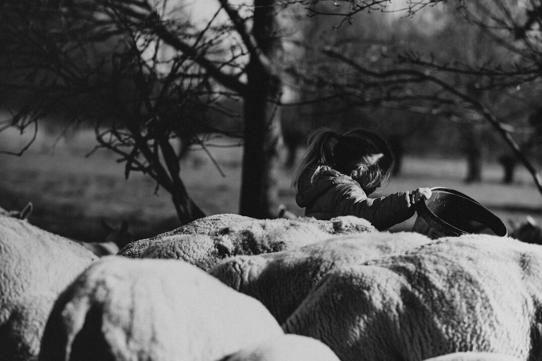 farmer working with sheep