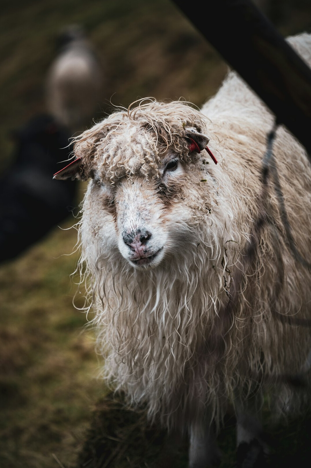 sheep on funen farm
