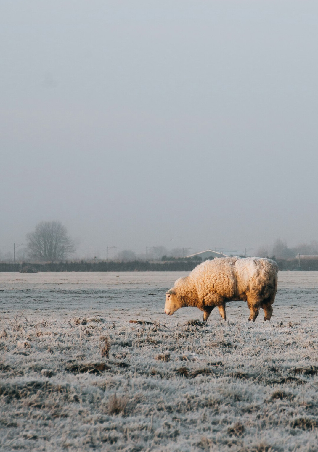 sheep in winter