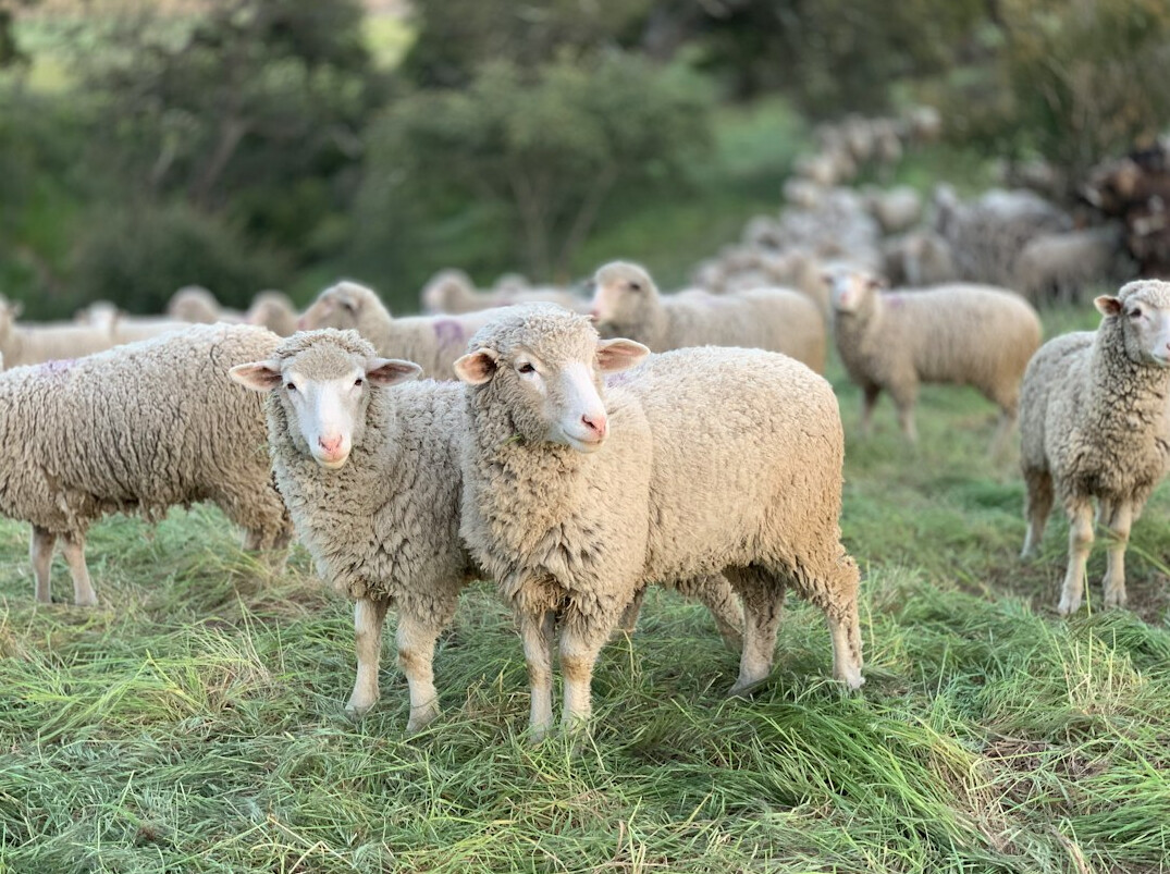 organic sheep farming