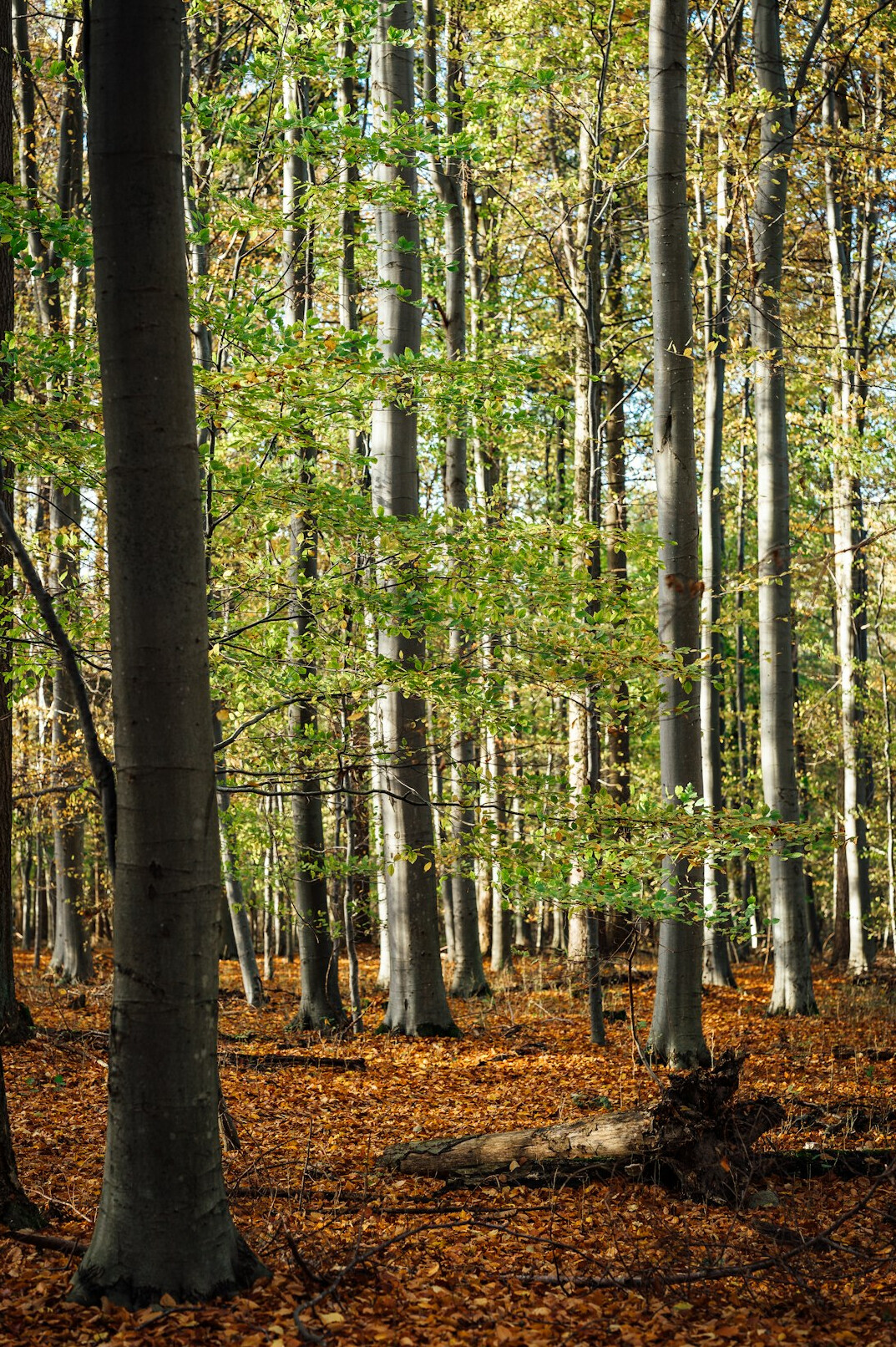 autumn colors in danish forest