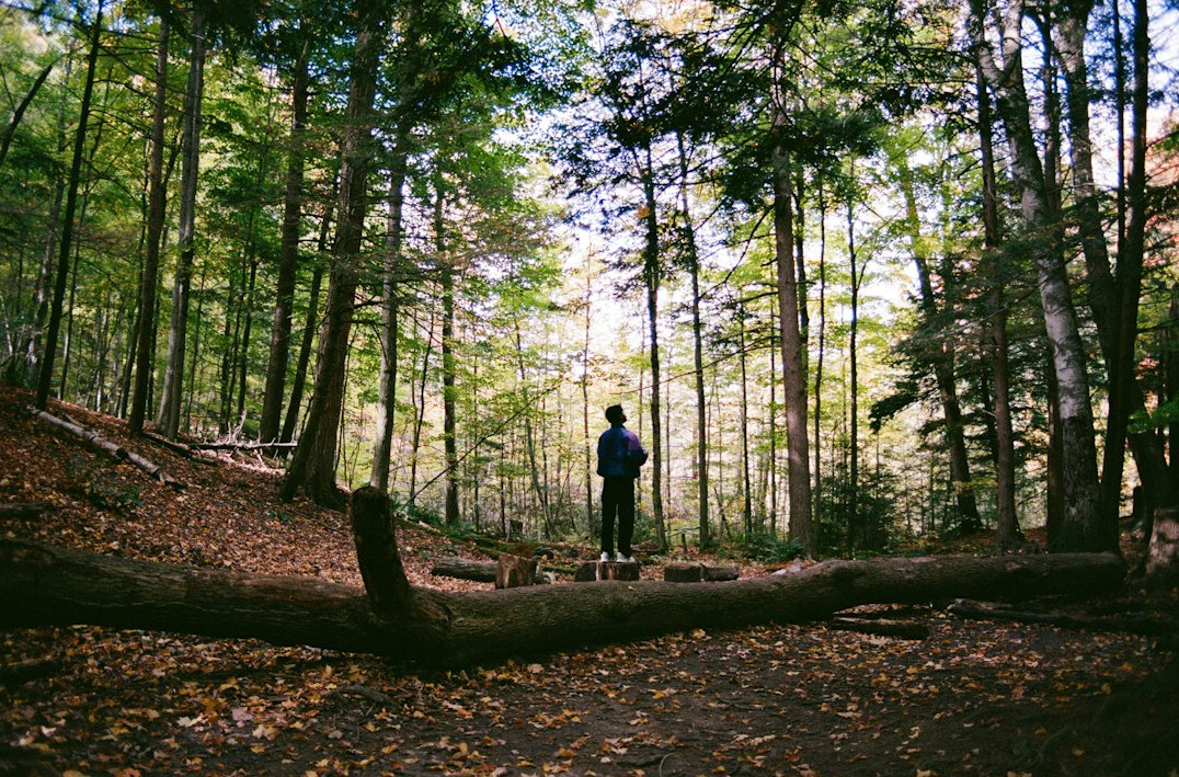 woman hiking through danish beech forest